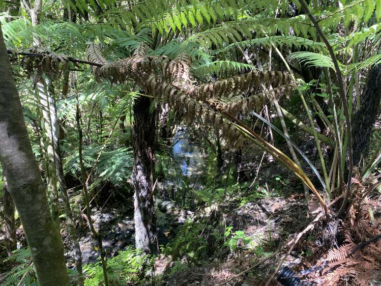 1864 Takaka-Collingwood Highway Milnthorpe_13