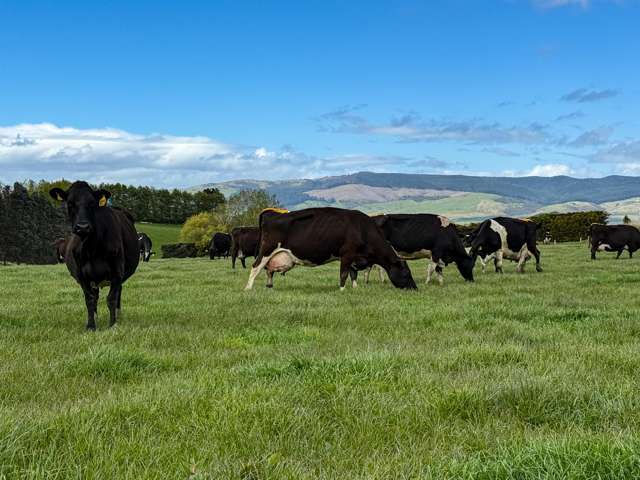 473 Clifden Gorge Road Eastern Bush_1