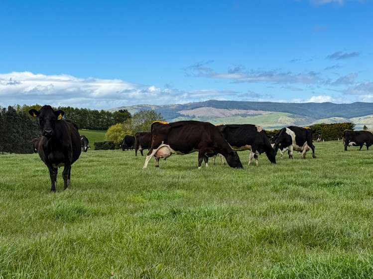 473 Clifden Gorge Road Eastern Bush_1