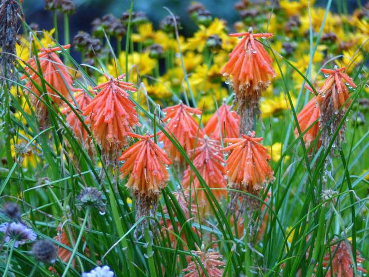 53 Kitewaho Road Swanson_70