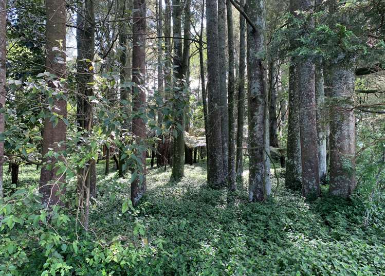 440 Waharoa Road Waharoa_14