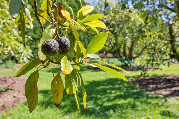 96 Cemetery Road Maunu_8