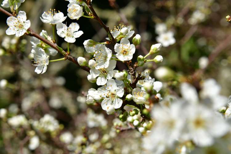 124 Ahuroa Road Puhoi_10