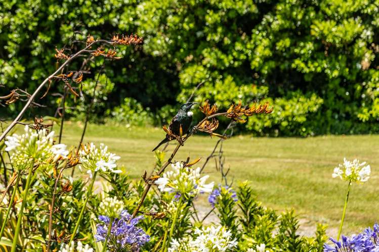 516 Clova Bay Road Kenepuru Sound_32