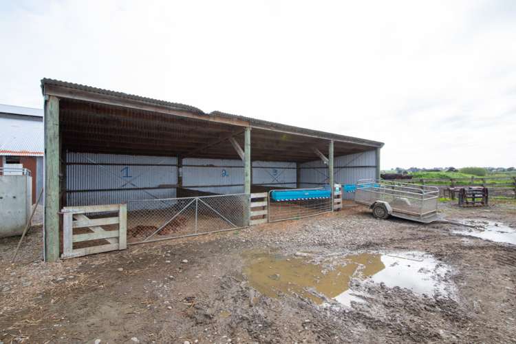 287 State Highway 1 Bulls_19