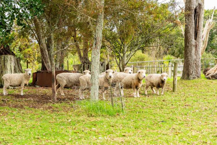 6B Tangowahine Valley Road Dargaville Surrounds_22