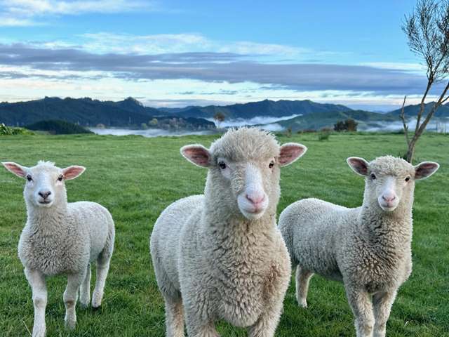 Lot 6 DP 409779 Gaddums Hill Road Outer Kaiti_3