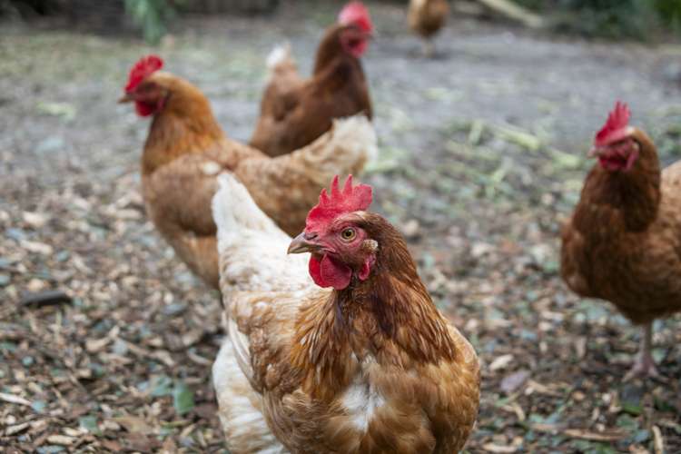 7 Vonnell Place Birkdale_18