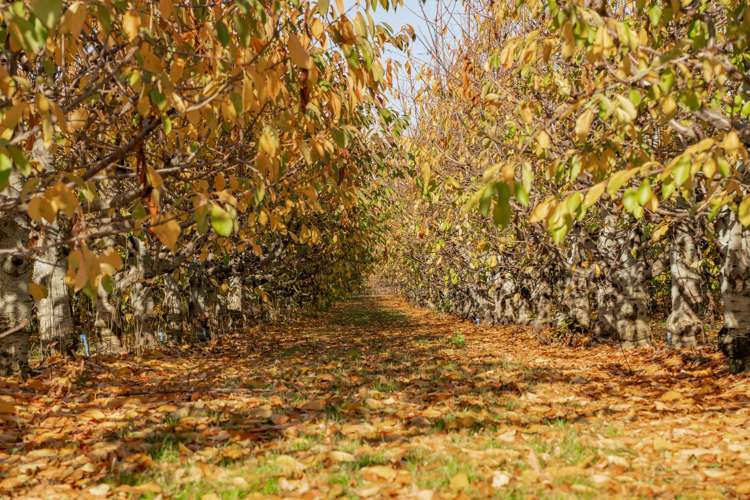 123 Ord Road Cromwell_7