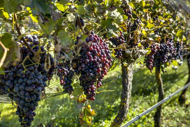 166 Mere Road Fernhill_2