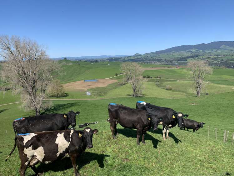 254 State Highway 1 Hauraki Surrounds_23