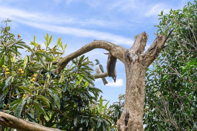 958e Whangarei Heads Road Parua Bay_19