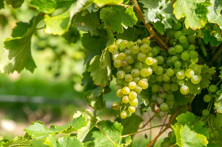 2486 State Highway 63 Wairau Valley_4