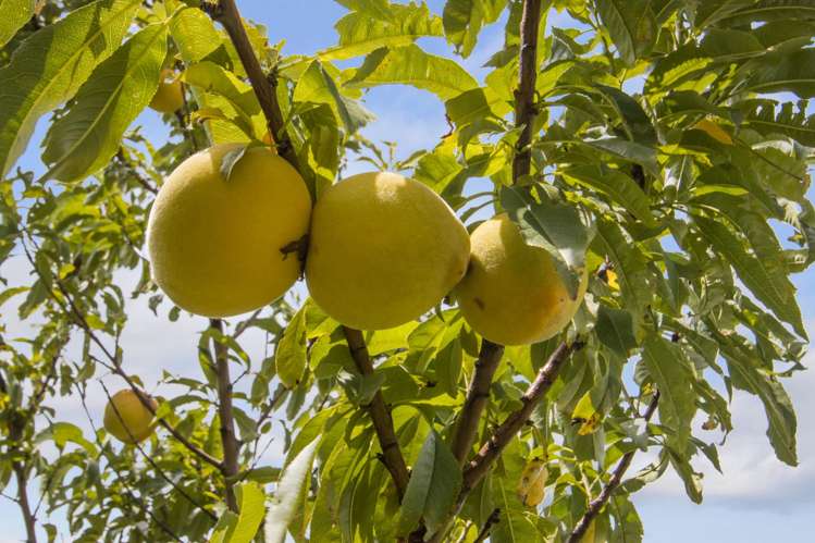 1 Karamu Place Waihi_20