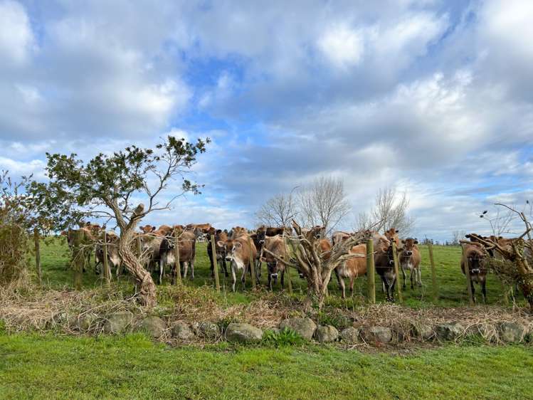 86 Attwood Road Ruatangata_12