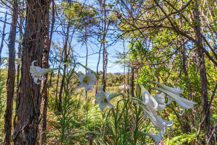 15 Onekaka Iron Works Road Kahurangi National Park_8