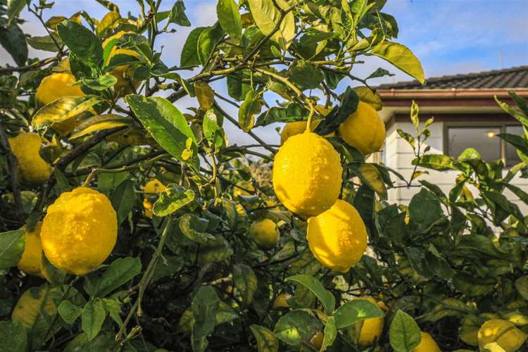 17 Fairmont Street Ngaruawahia_21