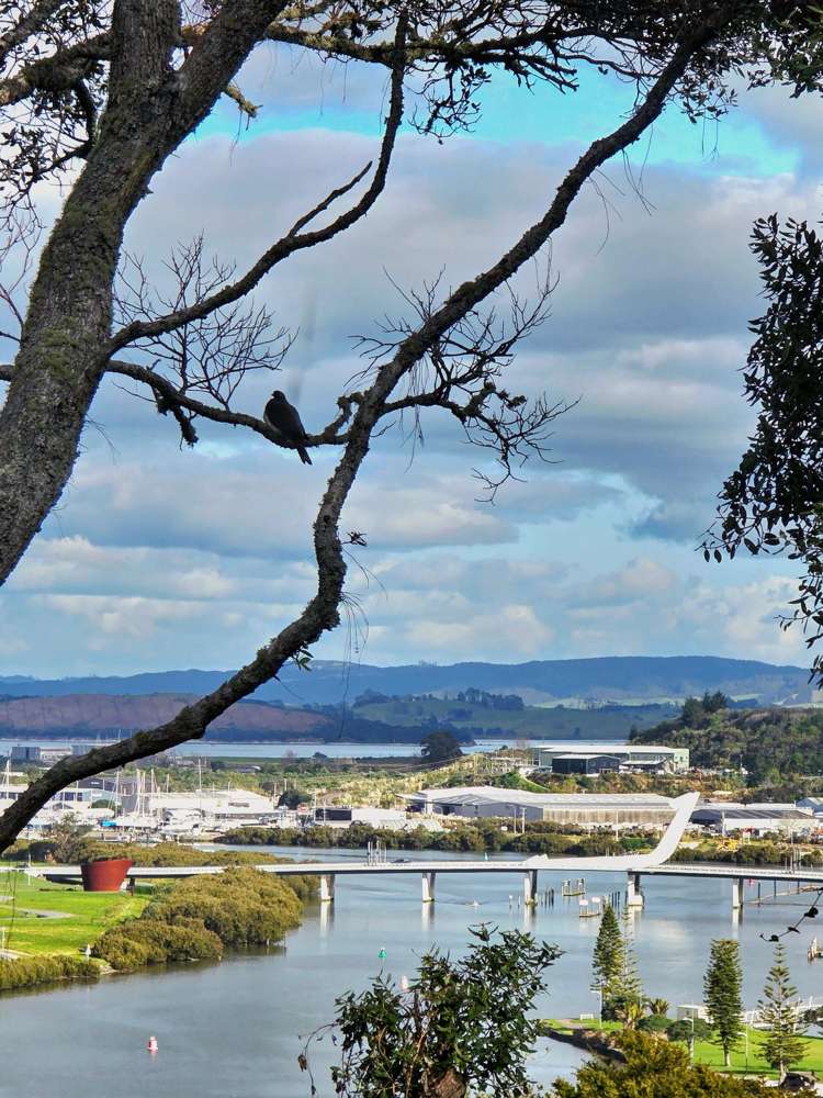 52 Punga Grove Avenue Riverside_22