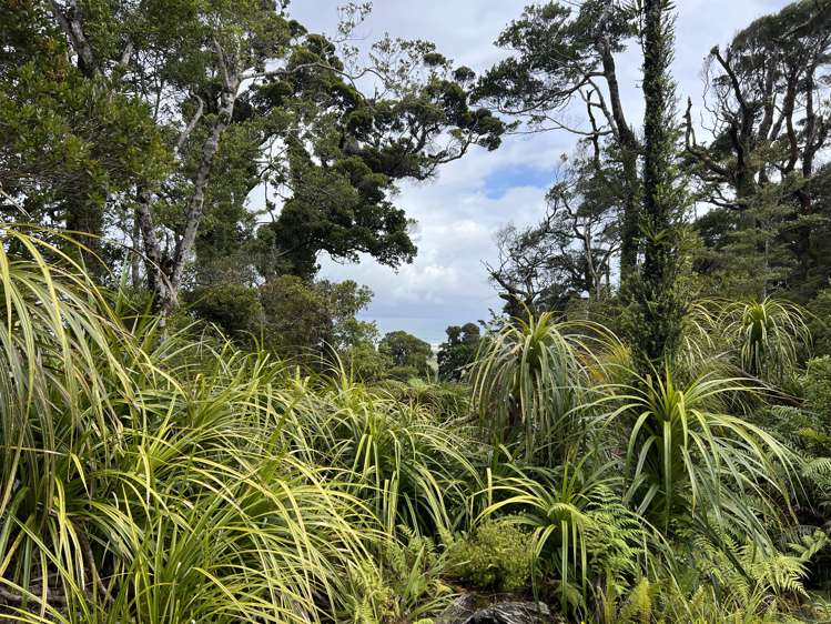 Lot . State Highway 6 Barrytown_8