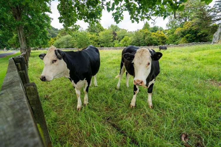 524 Ngunguru Road Glenbervie_19