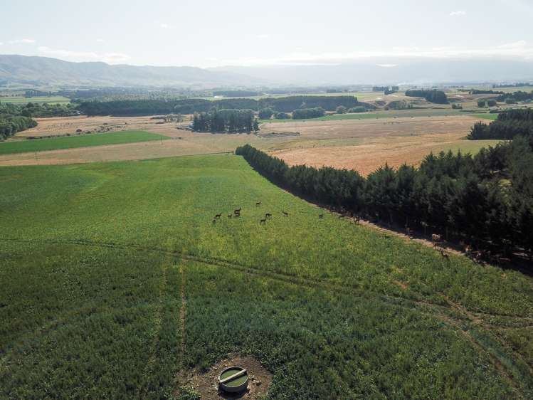 207 Tondros Road Fairlie_19