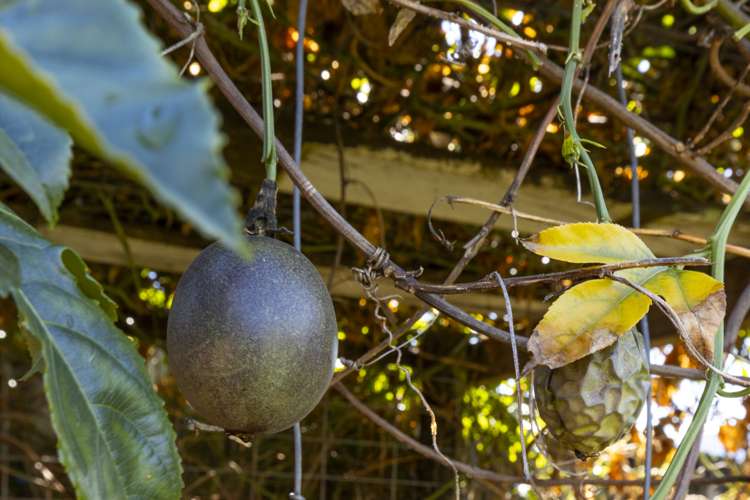 5 Kaituna Place Havelock_31