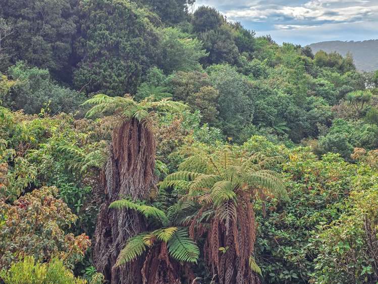 14 Kaka Ridge Road Stewart Island_19