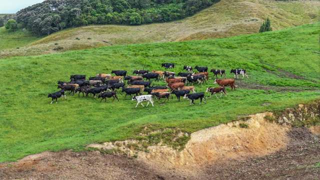 880 Kopuku Road Maramarua Forest_2