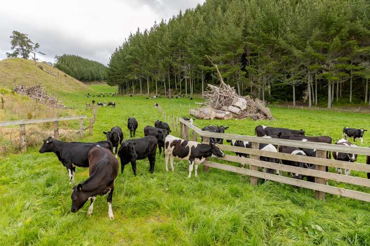 461 Otamarakau Valley Road Pukehina_20