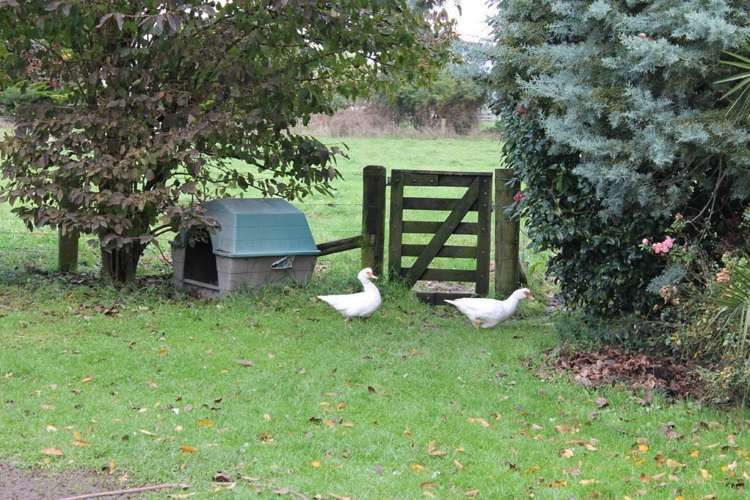 95 Gordon Avenue Te Aroha_18