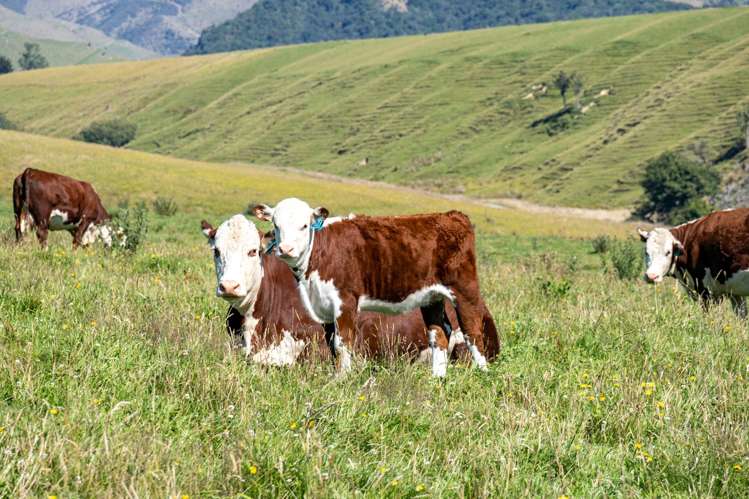 61 Howells Road Maungati_17