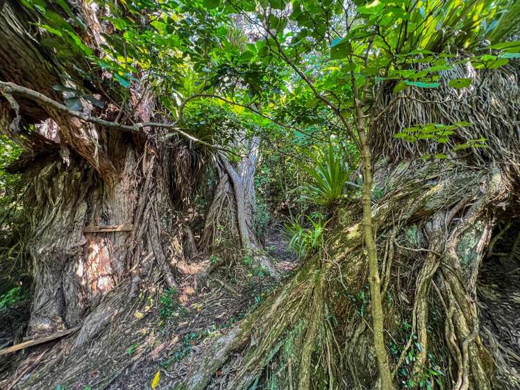 248 Ohiwa Harbour Road Opotiki_33