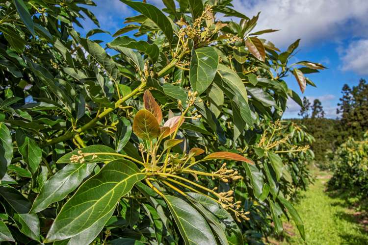 1272 Pipiwai Road Ruatangata_18