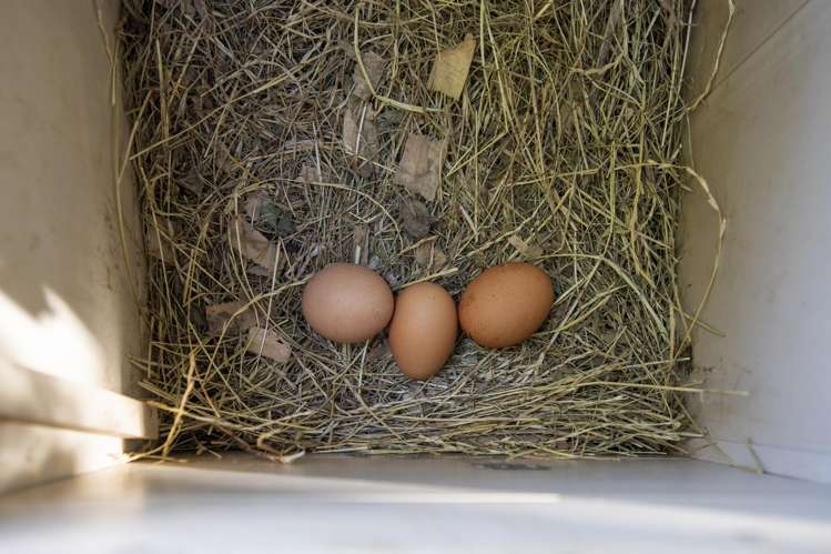 165 Whitaker Street Whataupoko_24