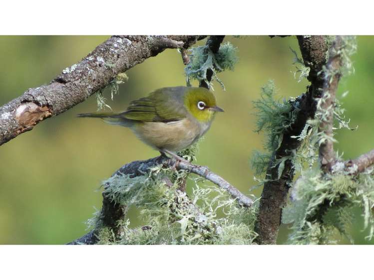 154 Wakamarina Road Havelock_17