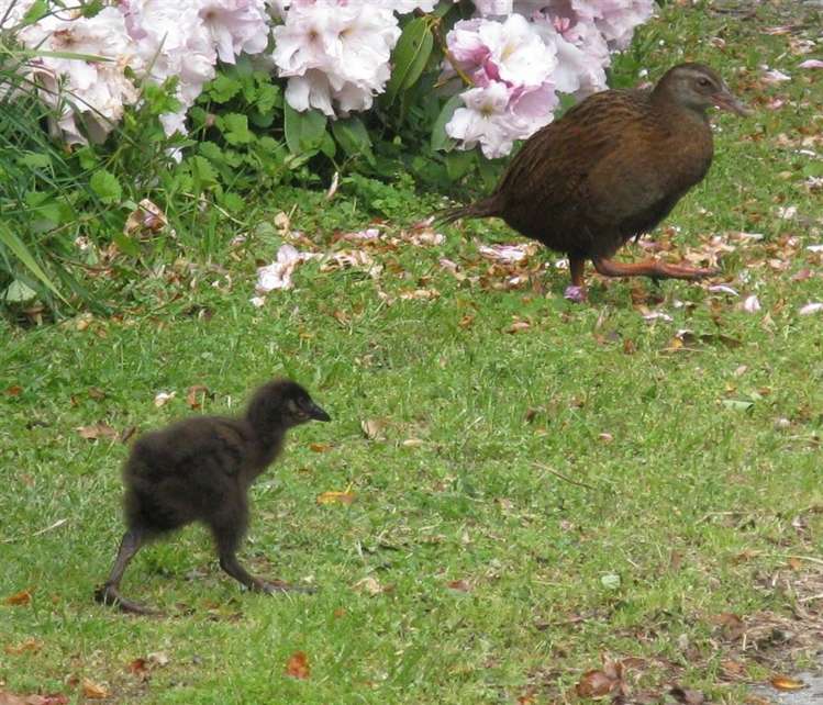 26 Greenhill Road Ngatimoti_49