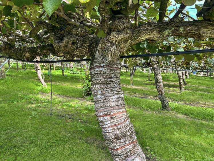 155a Gow Road Opotiki Coastal_8