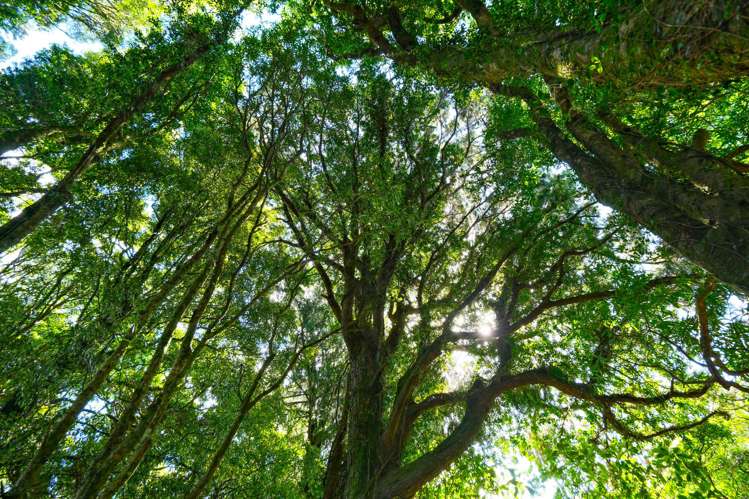 Lot 3 Oturoa Road Hamurana_2