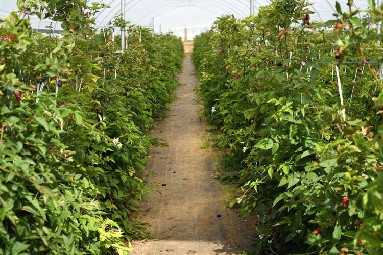 162 Pukeatua Road Maungatapere_13