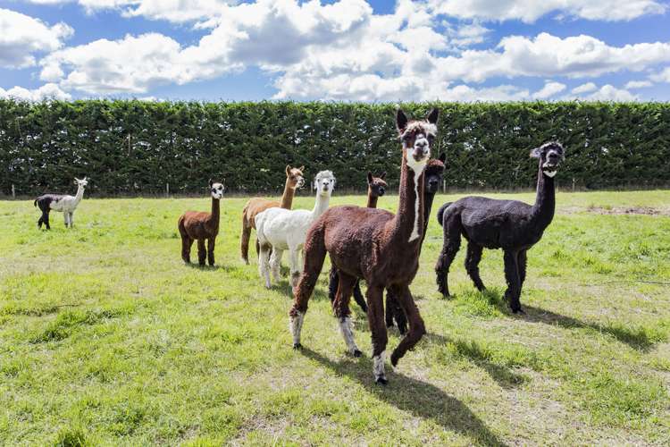 2601 Wards Road Darfield_22