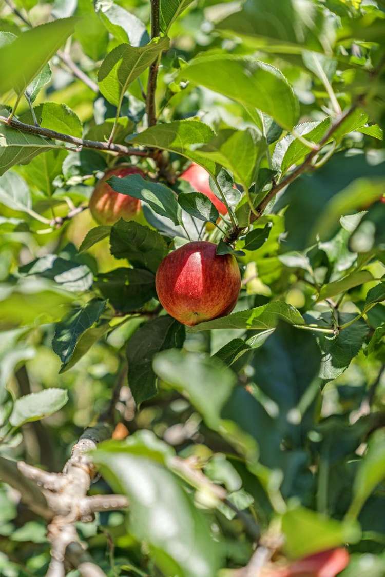 18 KO PLACE Pyes Pa_24