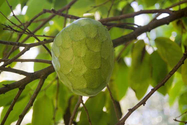 142 Takahe Road Titirangi_18