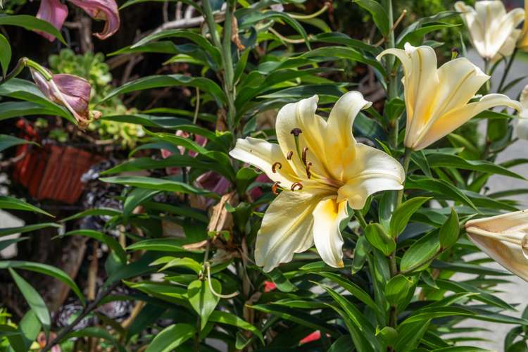 3/241 Mangapiko Street Te Awamutu_14