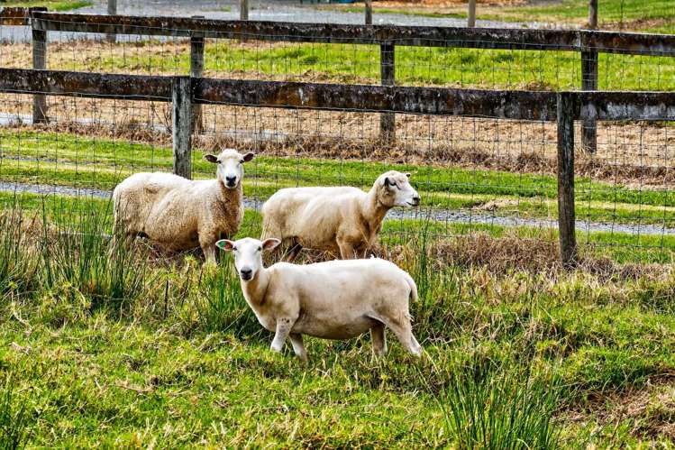 32 Franklin Road Paparoa_45