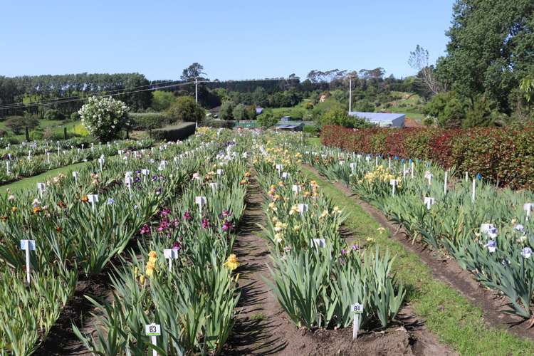 120 Walford Road Aongatete_7