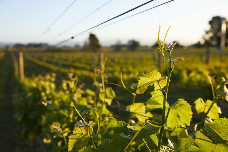 212 Selmes Road Rapaura_24