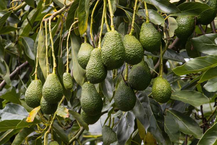 43 Thompsons Track Aongatete_22