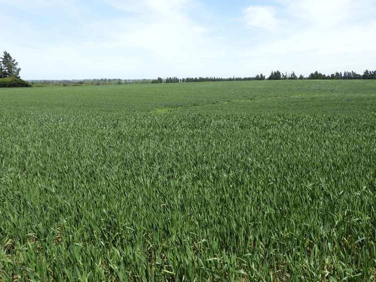 789 Downs Road Hororata_4