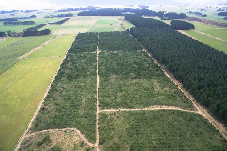 Kellow Road Himatangi_4