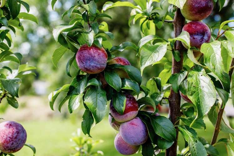 1 Owen Road Kawerau_1